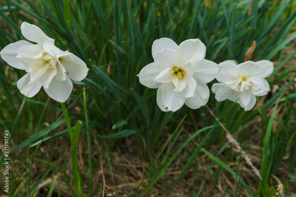 Beautiful bush of daffodils in the grass on the field. Beautiful bush of daffodils in the grass on the field.