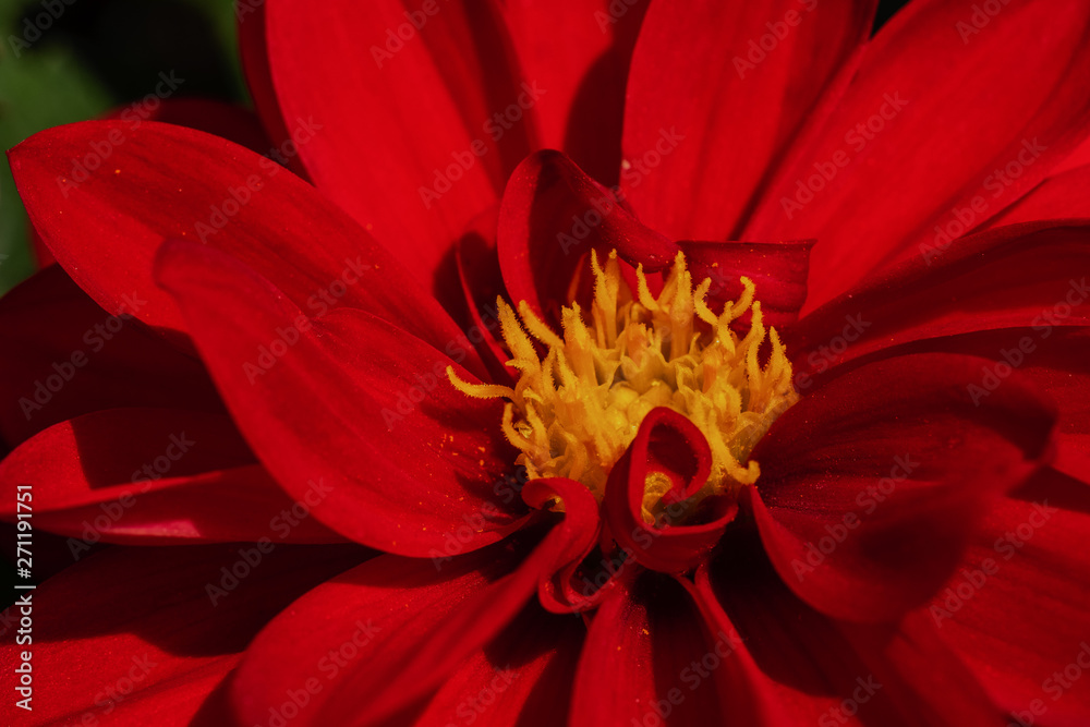 Bright and juicy red chrysanthemum flower close up Bright and juicy red chrysanthemum flower close up