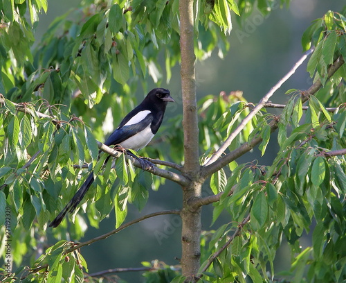 bird on a branch, Eurasian magpie / common magpie (Pica pica in Latin)) © Wioletta