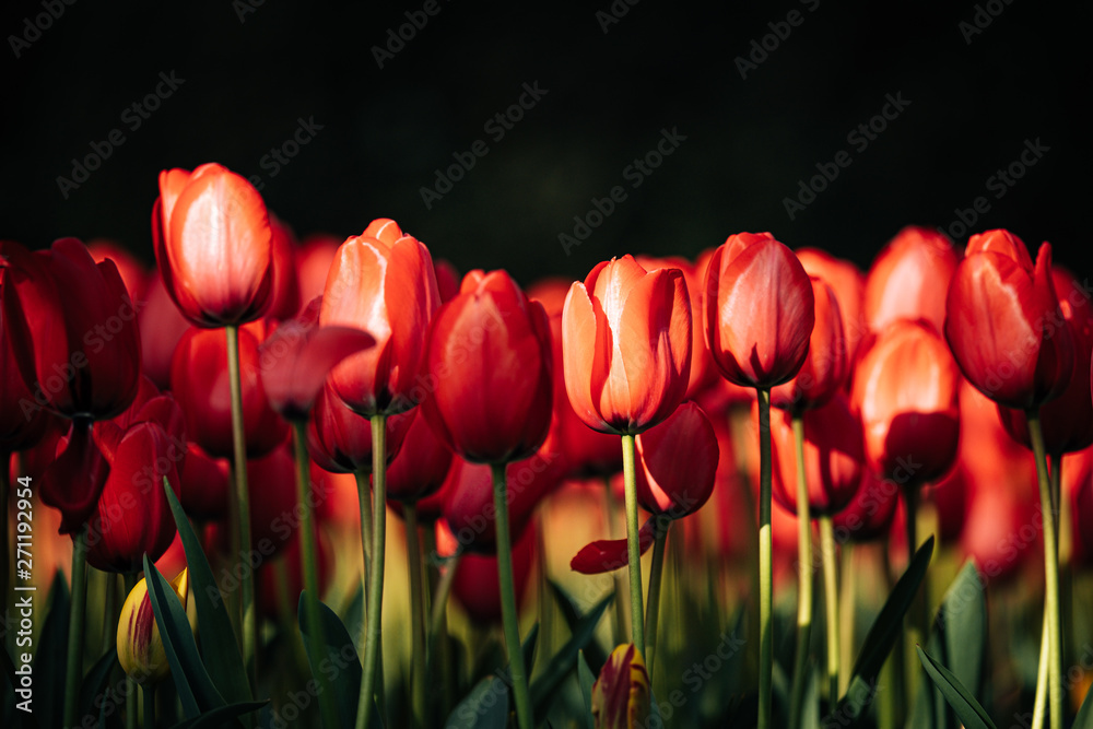 Fototapeta premium Detail of red/orange tulip blooms during a sunny day from the Keukenhof gardens in the Netherlands