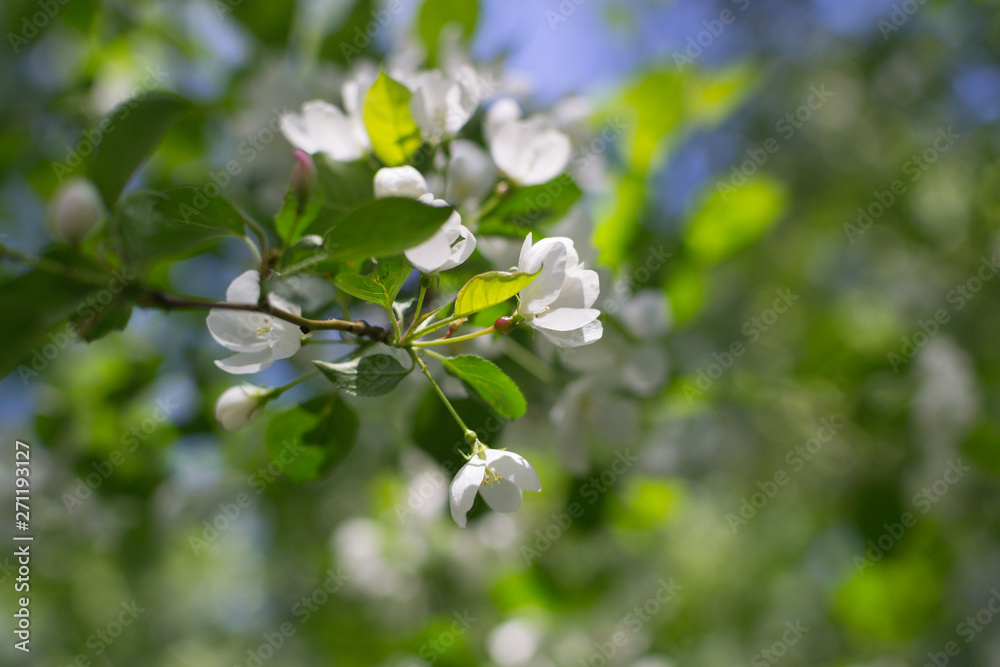 White blossom apple tree and green leafs White blossom apple tree and green leafs