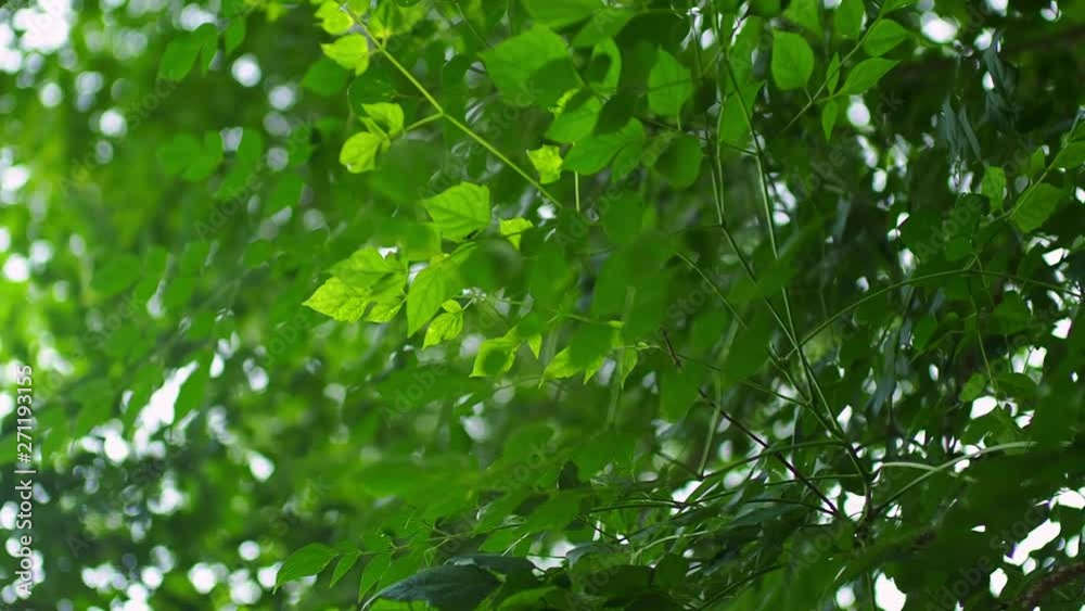 Beautiful branch moving slowly with nature bokeh background Beautiful branch moving slowly with nature bokeh background