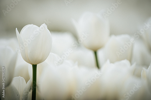 Detail of white tulip blooms from the Keukenhof gardens in the Netherlands