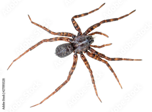 Wolf spider with striped legs isolated on white
