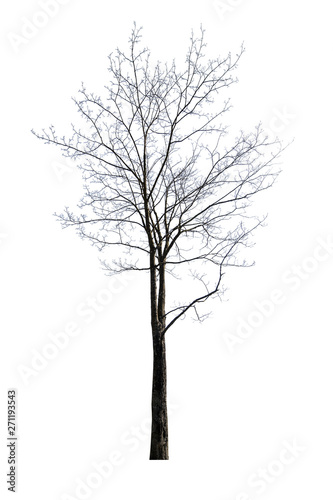 isolated on white small maple bare tree
