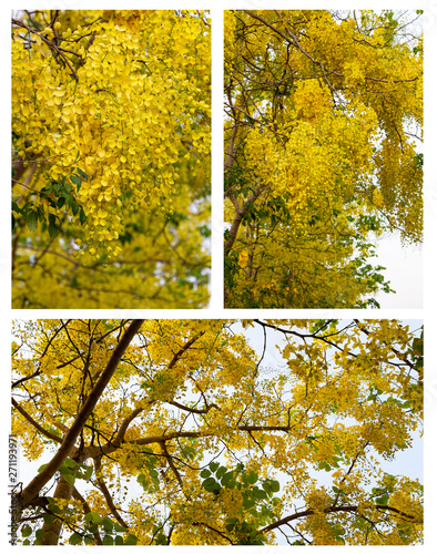Golden Shower Tree, Cassia fistula in the park or forest in tropical.