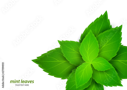 Fresh mint on a white background. Menthol is a healthy scent. Herbal natural plant. Mint green leaves. Vector illustration for your design.