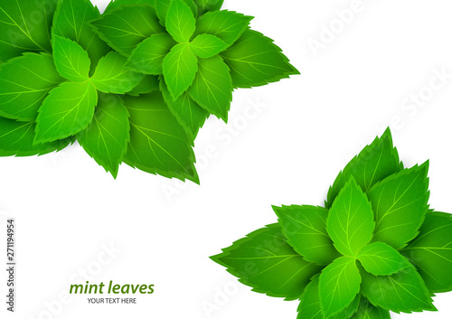 Fresh mint on a white background. Menthol is a healthy scent. Herbal natural plant. Mint green leaves. Vector illustration for your design.