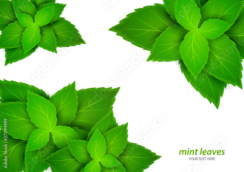 Fresh mint on a white background. Menthol is a healthy scent. Herbal natural plant. Mint green leaves. Vector illustration for your design.