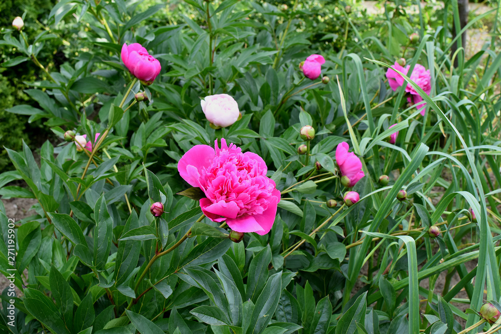 Bright colorful flowering peonies flowers Bright colorful flowering peonies flowers