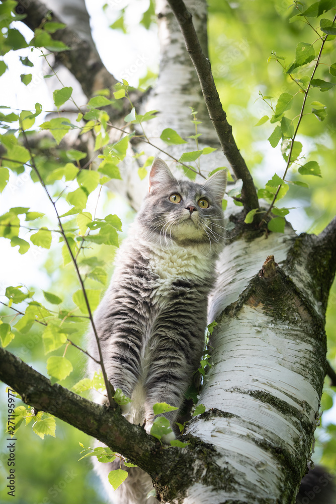 young blue tabby maine coon cat standing on birch tree in back yard looking curiously young blue tabby maine coon cat standing on birch tree in back yard looking curiously