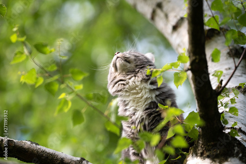 low angle view of a young playful blue tabby maine coon cat sitting on birch tree observing the area