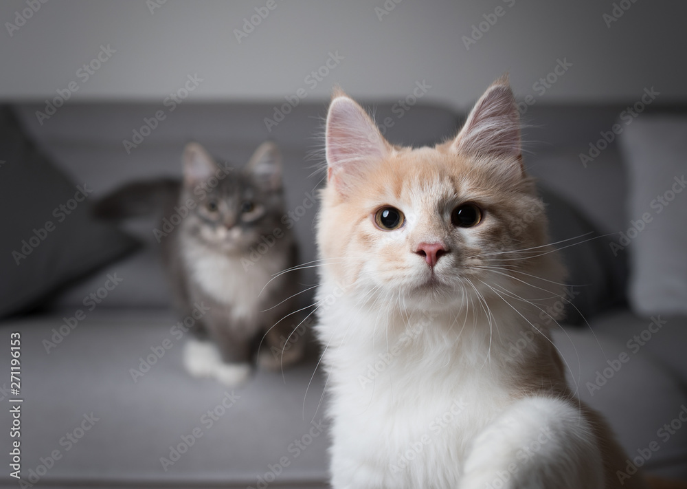 two playful maine coon kittens in living room looking at camera curiously