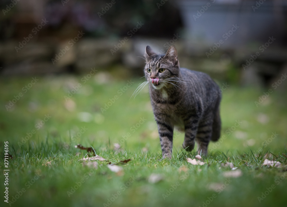 tabby domestic shorthair cat standing on meadow in the back yard licking over it's nose with ears folded back