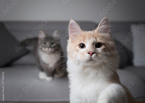 two playful maine coon kittens in living room looking at camera curiously