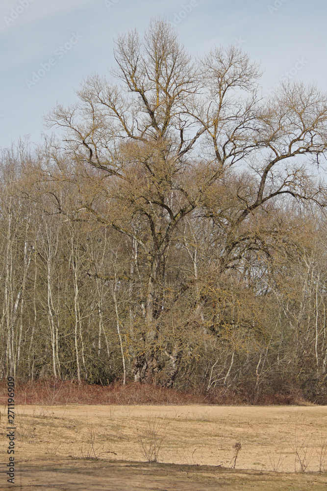 Fototapeta premium Baumgruppe