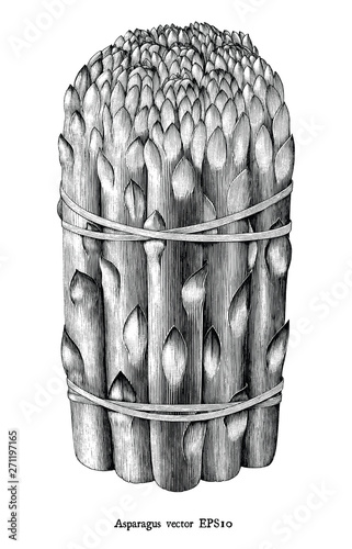 Antique engraving illustration of asparagus black and white clip art isolated on white background