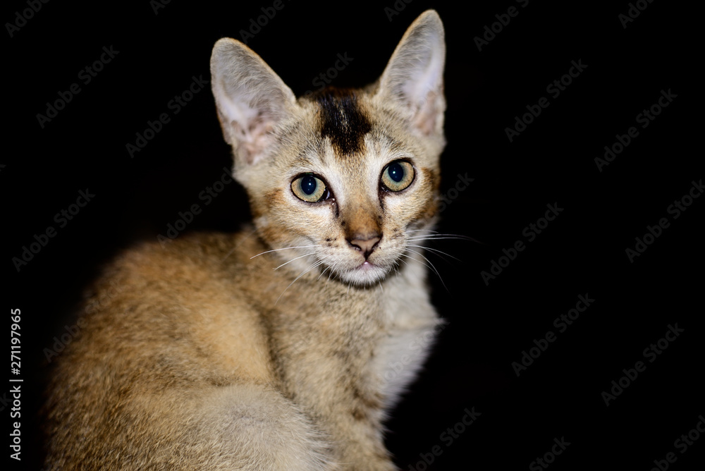 Brown cats portrait isolated on black background.