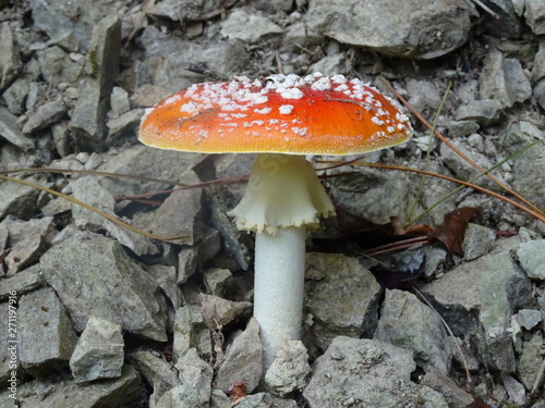 Champignon vénéneux