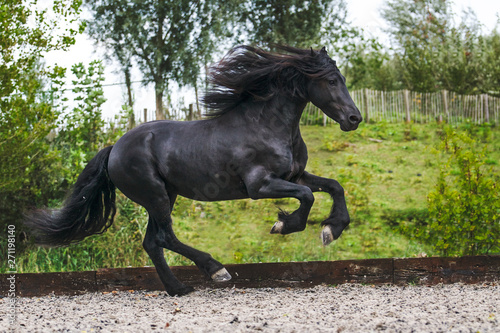 Friesian stallion running in the arena