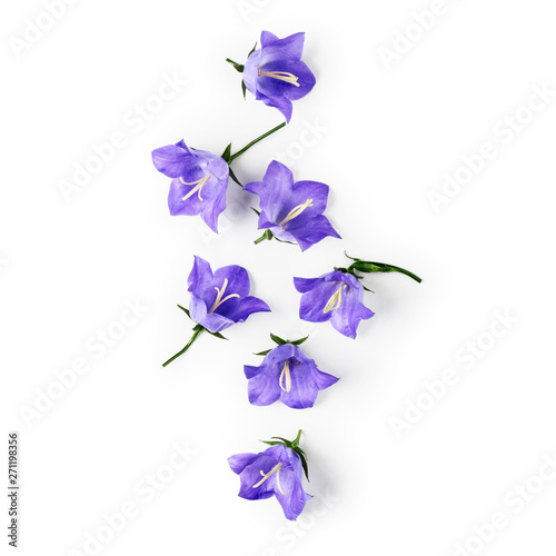 Blue campanula flowers  bellflowers petals