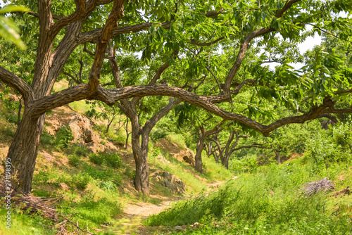Fototapeta Naklejka Na Ścianę i Meble -  Natural Growth of Chestnut Trees in Yanshan Mountains of North China