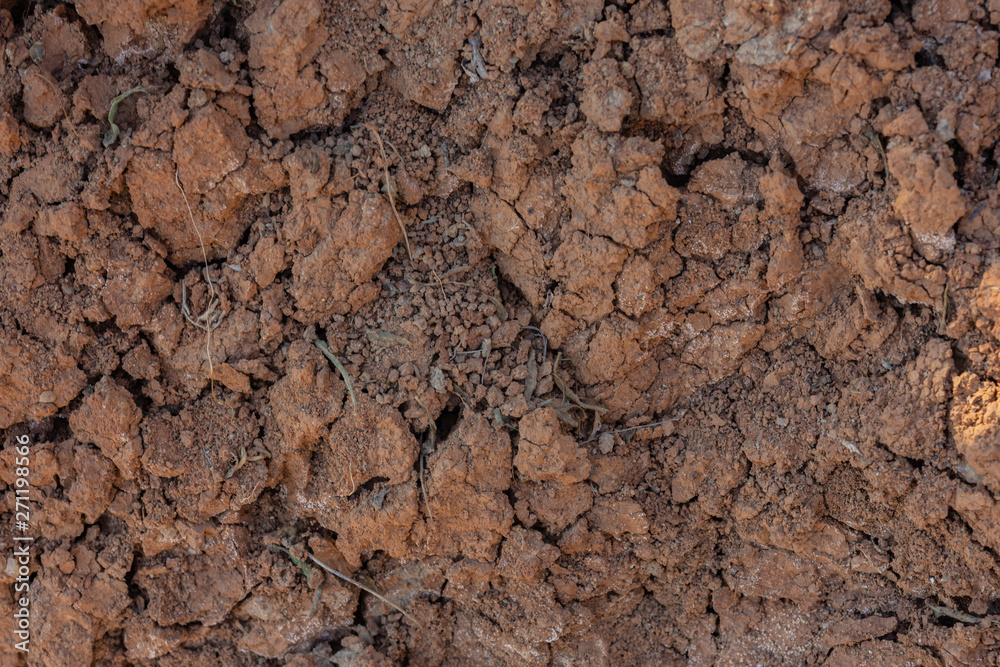 Cracked red clay soil in drought. A green leaf of grass makes its way through the lifeless soil.