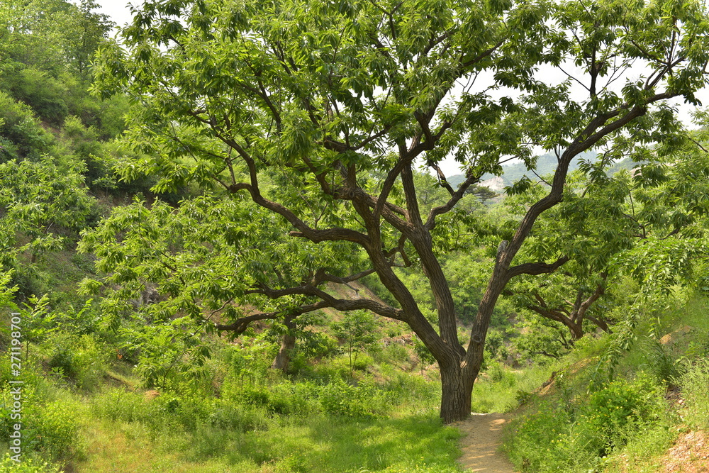 Natural Growth of Chestnut Trees in Yanshan Mountains of North China