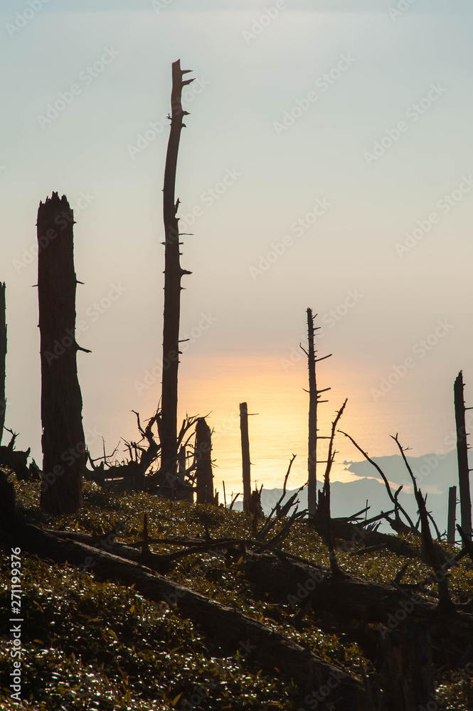 大台ケ原で撮影した朝日で輝く海と木