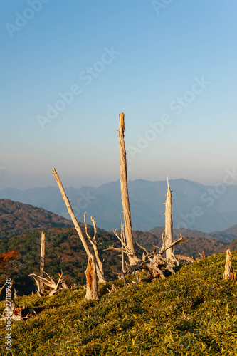 大台ケ原で撮影した朝日を浴びる三本の木 © sigmaphoto