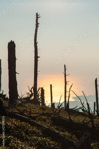 大台ケ原で撮影した朝日で輝く海と木 © sigmaphoto