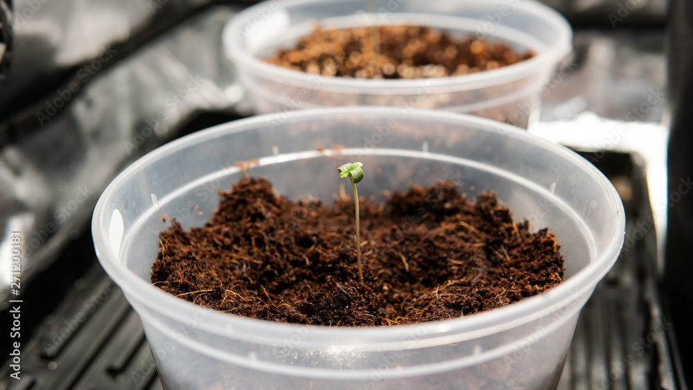 Growing Marijuana in Small Spaces. CBD and THC elements in Cannabis, cannabinoids, and health Growing Marijuana in Small Spaces. CBD and THC elements in Cannabis, cannabinoids, and health