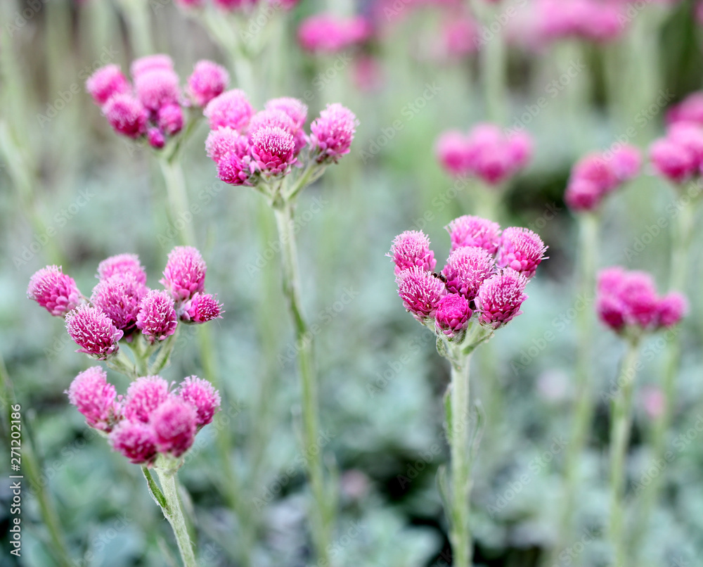 pink flowers in the garden pink flowers in the garden