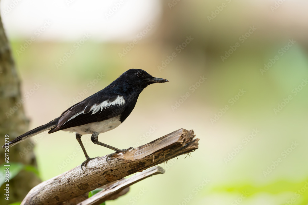 Oriental magpie robin bird . .Closeup of male mature songbird perching on broken branch with natural blurred background ,side view.. Oriental magpie robin bird . .Closeup of male mature songbird perching on broken branch with natural blurred background ,side view..