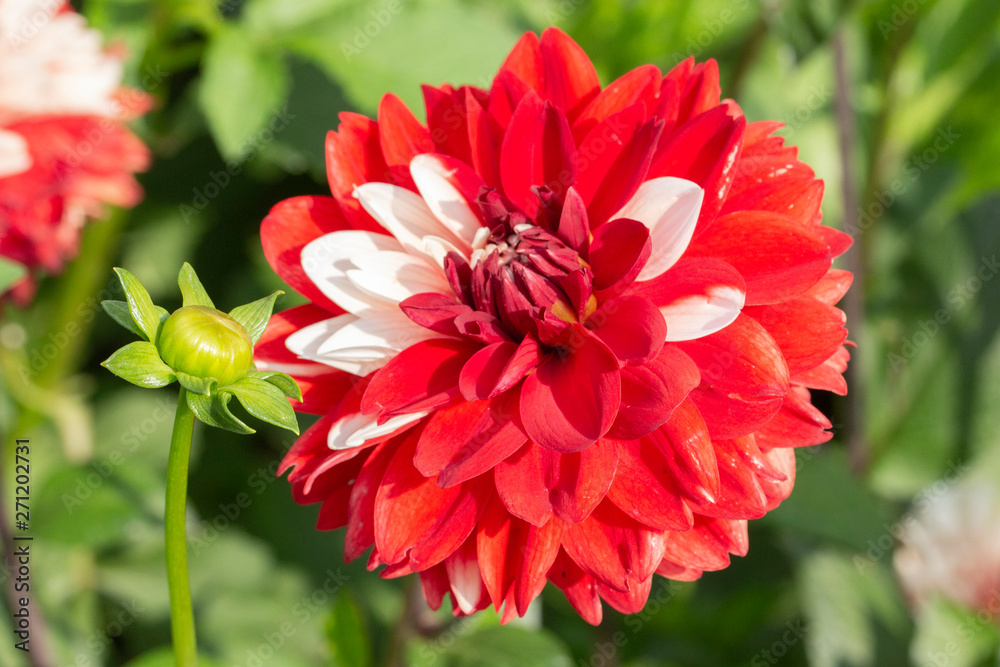 Red dahlia flower interspersed with white petals. Large red hat flower dahlia chrysanthemum terry with white feathers. Garden flowers varietal close-up Red dahlia flower interspersed with white petals. Large red hat flower dahlia chrysanthemum terry with white feathers. Garden flowers varietal close-up