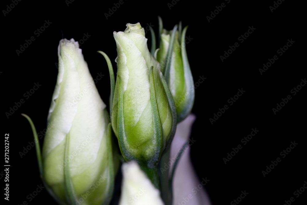 Eustoma, commonly known as lisianthus or prairie gentian, genus in the gentian family, macro with shallow depth of field Eustoma, commonly known as lisianthus or prairie gentian, genus in the gentian family, macro with shallow depth of field