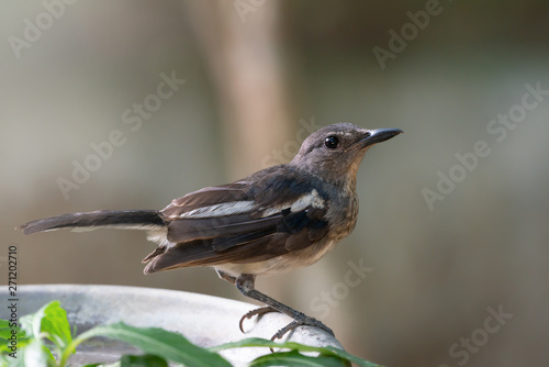 Oriental magpie robin bird . .Closeup of mature songbird female with natural blurred background ,side view.