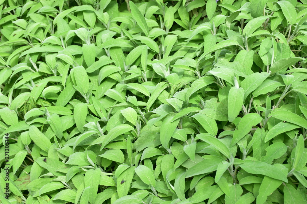 Salvia officinalis, piccola pianta perenne erbacea aromatica dai delicati fiori labiati appartenente alla famiglia delle Lamiaceae Salvia officinalis, piccola pianta perenne erbacea aromatica dai delicati fiori labiati appartenente alla famiglia delle Lamiaceae