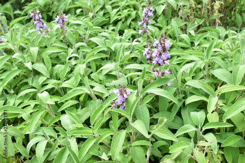 Obraz na płótnie Salvia officinalis, piccola pianta in fiore perenne erbacea aromatica dai delicati fiori labiati appartenente alla famiglia delle Lamiaceae w salonie
