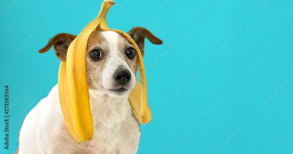 Funny Jack Russell Terrier dog with banana peel on its head looking at  camera on a blue background Stock Photo | Adobe Stock