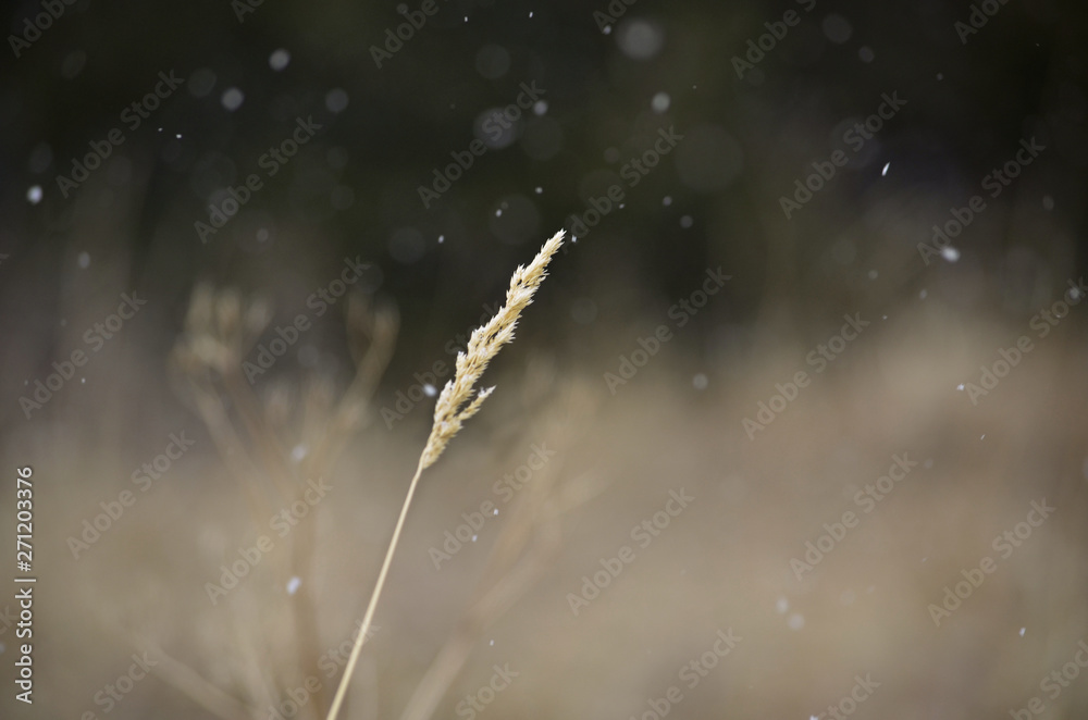 spikelet under the falling snow in macro mode spikelet under the falling snow in macro mode
