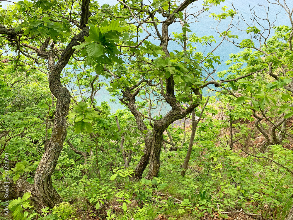 Russia, Vladivostok. Deciduous forest on the island of Shkot in may Russia, Vladivostok. Deciduous forest on the island of Shkot in may