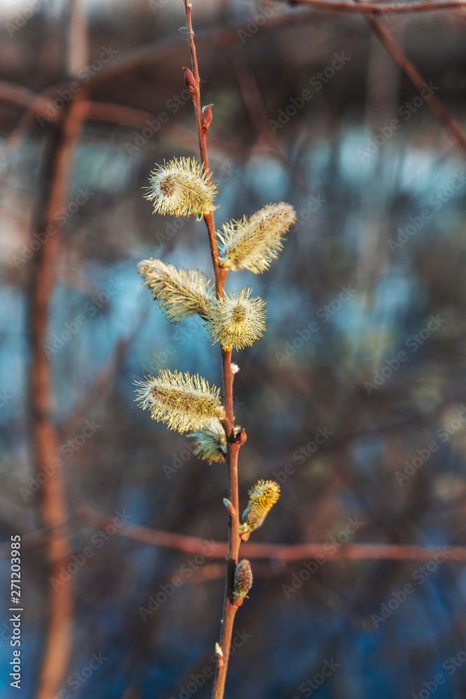 germination of buds in spring, budding, new plant life. Selective focus with shallow depth of field. germination of buds in spring, budding, new plant life. Selective focus with shallow depth of field.