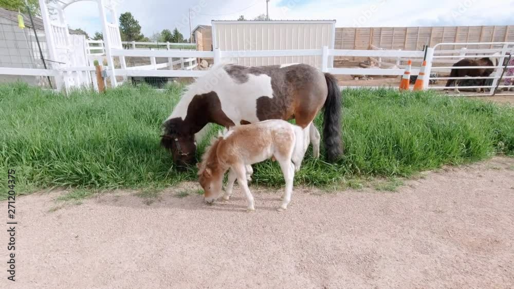 Miniature horses playing and running in a grass pasture Miniature horses playing and running in a grass pasture