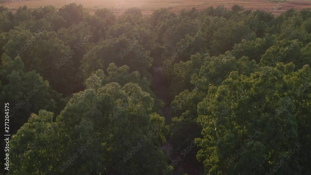 trees and sunset in Sinaloa, mexico.
Drone clip. trees and sunset in Sinaloa, mexico.
Drone clip.