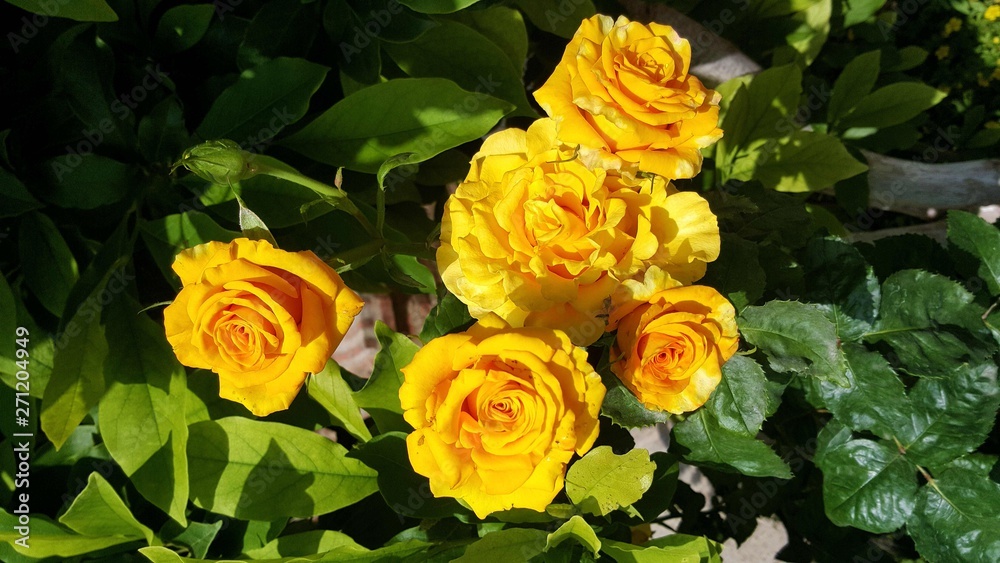 Orange roses in a garden Orange roses in a garden