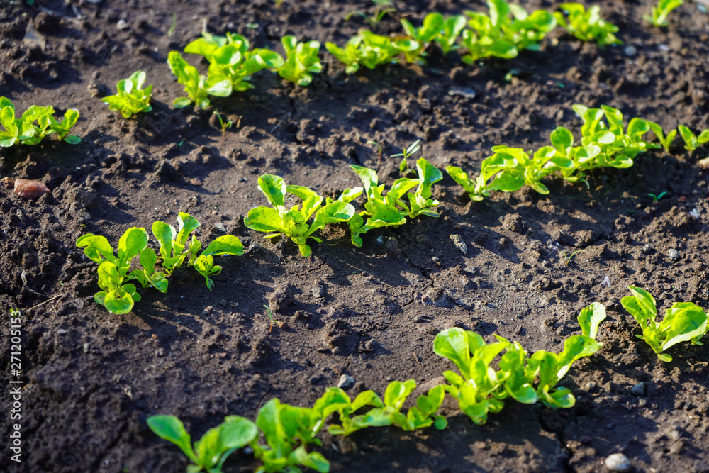 Green shoots in the garden. Seedling growing out of dark compost soil in a real garden, in the early spring. Shows bright green and stems. Green shoots in the garden. Seedling growing out of dark compost soil in a real garden, in the early spring. Shows bright green and stems.
