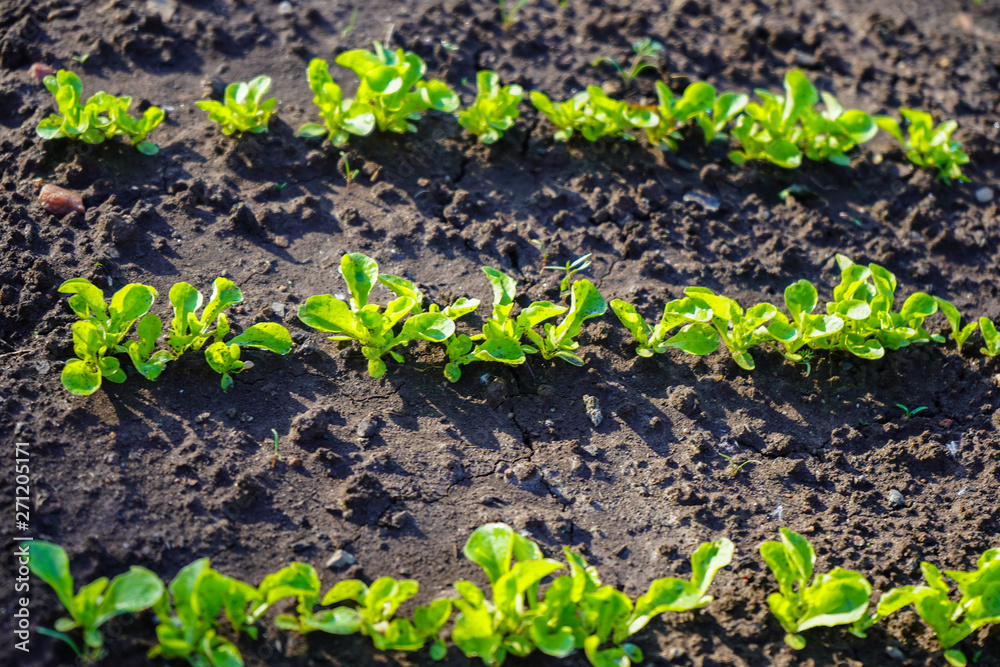 Green shoots in the garden. Seedling growing out of dark compost soil in a real garden, in the early spring. Shows bright green and stems. Green shoots in the garden. Seedling growing out of dark compost soil in a real garden, in the early spring. Shows bright green and stems.