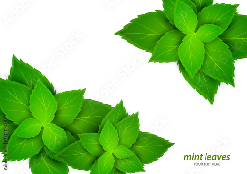 Fresh mint on a white background. Menthol is a healthy scent. Herbal natural plant. Mint green leaves. Vector illustration for your design.