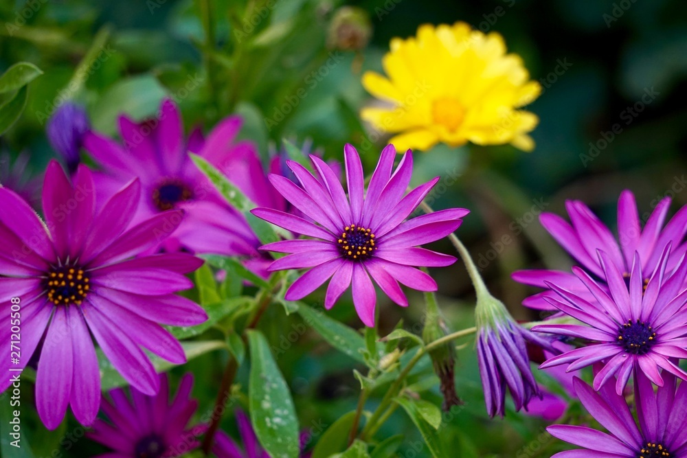 pink flower plant in the garden in summer, pink flowers in the nature pink flower plant in the garden in summer, pink flowers in the nature